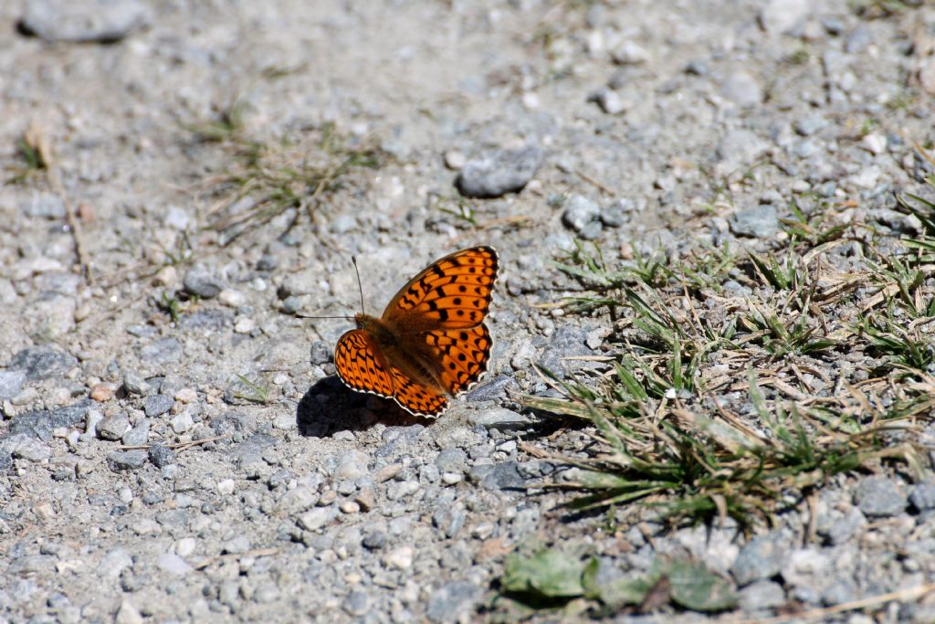 Argynnis (Fabriciana) niobe